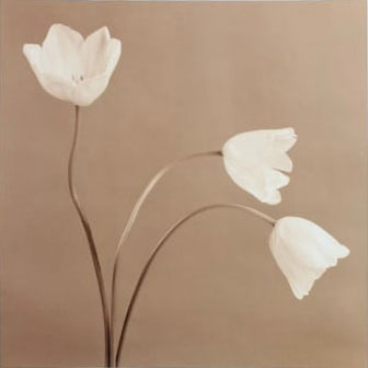 Three Tulips
