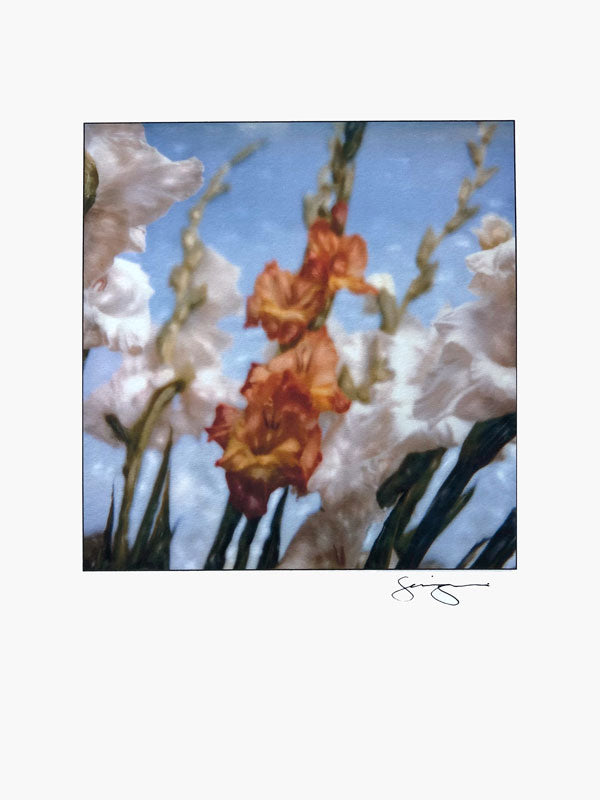 Gladiolus in the Wind